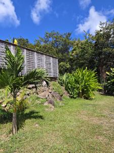 Una pequeña palmera en el césped junto a un edificio. en Bungalow Villa-Déhé, en Deshaies 13 fotos más