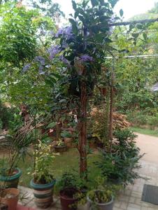 Giardino di Sigiriya Moonlight Home