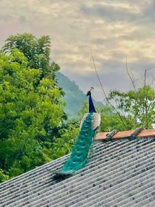 a peacock sitting on top of a roof at Hena Villas Campsite in Kataragama