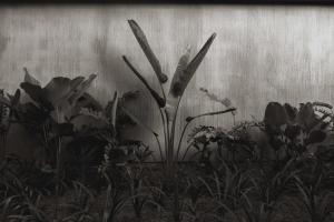 Fotografie z fotogalerie ubytování Maro Garden v destinaci Ahangama