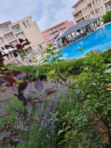 Billede fra billedgalleriet på Coffee Apartment on Sunny Day 6 Complex i Tŭnkovo