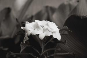 Fotografie z fotogalerie ubytování Maro Garden v destinaci Ahangama