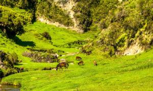 Fotografie z fotogalerie ubytování Wanchi ija eco lodge By Ethiopian Skylight v destinaci Shubē