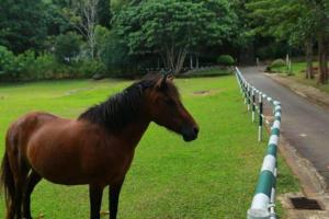 Gallery image of inselor Horses in Kegalle