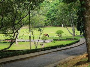 a horse grazing in a park with a road at inselor Horses in Kegalle +1 photo