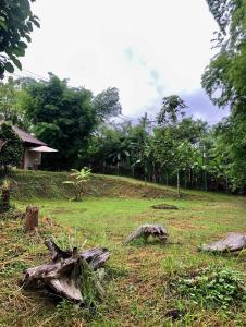ein Feld mit einigen Baumstämmen im Gras in der Unterkunft Pai casita resort ,Mud house -5mins from city in Kampong Huaibū + 12 Fotos
