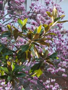 Fotografie z fotogalerie ubytování Apartments Villa Martinuzzi v Rovinji