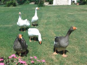 un grupo de patos parados en la hierba en C'era Una Volta, en Ripatransone