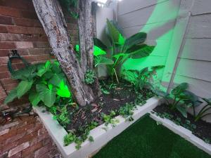 Vườn quanh Ode to Serenity Cottage