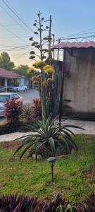 Gallery image of Las Fuentes Room 2 in San Pedro Sula +11 photos