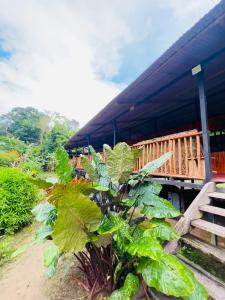 Zahrada ubytování Amazon Renaco Lodge + 37 fotografií