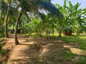 Zahrada ubytování coconut camp udawalawe
