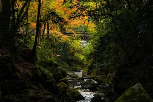 a bridge over a river in a forest at くらま温泉 in Kyoto