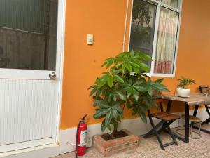 a house with a plant next to a table and a door at Thien Phu Nghia 1 - Homestay Phu Quoc in Phu Quoc +21 photos