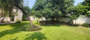 Ein Garten mit einem Baum mittendrin in der Unterkunft Maison Kemmiu Kinshasa in Kinshasa