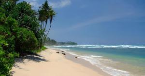 a beach with some animals laying on the sand at CDR Eco Home in Weligama