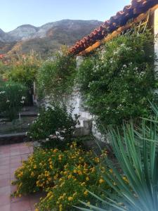 ヴルカーノにあるYellow House di Giuliaの花の庭と石壁