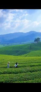 Fotografie z fotogalerie ubytování Glamping umi v destinaci Pengalongan