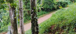 un sentiero nel mezzo di una foresta con alberi di Camping Cítara a Parati