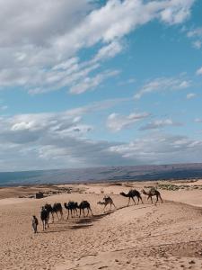 Fotografie z fotogalerie ubytování Camp Ayour Mhamid v destinaci Mhamid