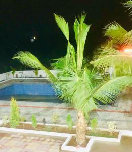 DhundgolにあるAkshay Farmsの夜のプールの横のヤシの木