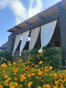 a building with white curtains in a field of flowers at Residence Dammusi Riah in Pantelleria