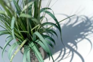 a green plant in a vase with its shadow at 'Huus Stranddün' 1 in Langeoog