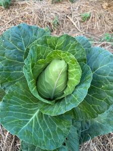 a cabbage plant with a green head on the ground at ตาแอกะยายแดงโฮมสเตย์ in Ban Hong Khu