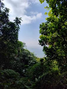 a view of the ocean from between trees at Hostel da Rô, Praia Grande in Praia Grande
