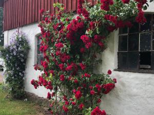Zahrada ubytování Holms Heagård