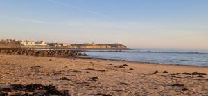 a group of animals walking on a beach at JB House in Peniche