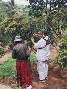 two people are picking fruit from a tree at Villa Murah BOEKIT 3G dgn View 3 Gunung & Sunrise in Cikidang