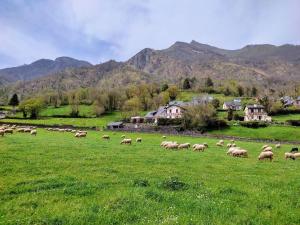 a herd of sheep grazing in a field of grass at Appartement chaleureux en cœur de station in Laruns +6 photos