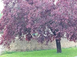 Zahrada ubytování Maison de maître Azay Le Rideau - 8 personnes + 32 fotografií