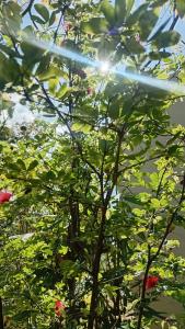 Giardino di Leaf Dew Resort