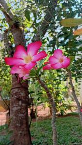 Giardino di Leaf Dew Resort