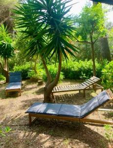 un banc et un palmier dans une cour dans l'établissement Casa Nora, à Castiglioncello
