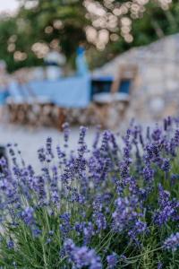 A garden outside Panorama Vine House