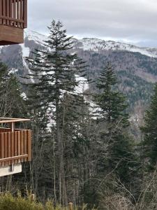 a group of pine trees with a snow covered mountain at Inserrata Abetone in Tuscany in Abetone