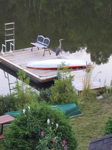 een vogel op een steiger met een bank en een boot bij Chalet du lac long in Saint Come