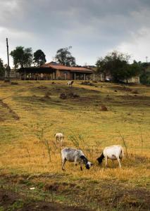 a group of animals grazing in a field at Sítio no interior de SP para curtir a Natureza in Águas da Prata