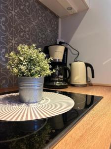 einer Topfpflanze auf einem Herd in der Unterkunft Küstenglück in Südbrookmerland + 8 Fotos