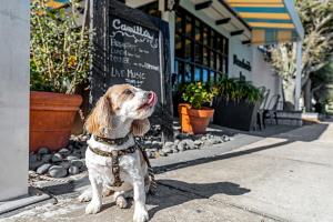 a dog sitting on the sidewalk in front of a restaurant at Beachside Inn in Destin