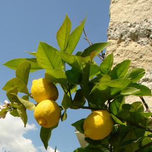 Fotografie z fotogalerie ubytování Hotel Augusta Garnì v destinaci Limone sul Garda
