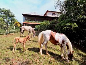 two horses and a baby horse grazing in a field at CasaBravaVentura Jungle Ecofarm in Santa Catalina