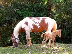 a horse and a baby horse grazing in a field at CasaBravaVentura Jungle Ecofarm in Santa Catalina