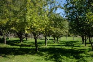 Ảnh trong thư viện ảnh của Parque Vera Cabaña 1 ở Melipeuco +13 ảnh