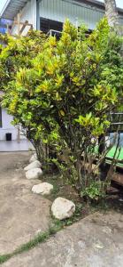 Gallery image of BlueLight Village Hotel in Nadi
