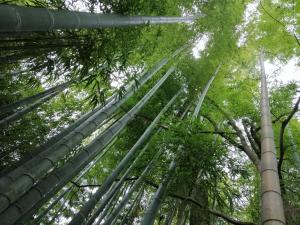 Un paisaje natural cerca del ryokan