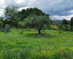 a tree in a field of grass with flowers at Jolie studio en Provence -- 9 Route de Sainte-tulle à Pierrevert ! in Pierrevert